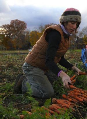 Farm Manager Erinn harvesting sweet fall carrots!