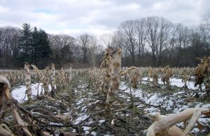 broccoli stalks in winter