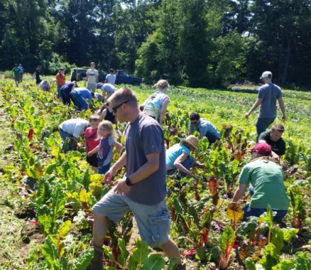 Crop Mobsters rescuing the Swiss chard! 